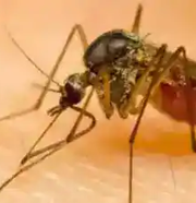 Karnataka health department on high alert mode after Zika virus detected in Chikkaballapur Karnataka health department on high alert mode after Zika virus detected in Chikkaballapur